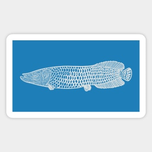 Arapaima - detailed hand drawn fish lover's design Magnet